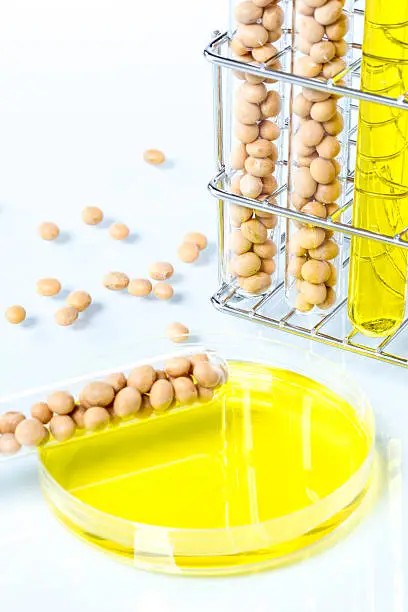 Soybean genetically modified, Plant Cell, laboratory