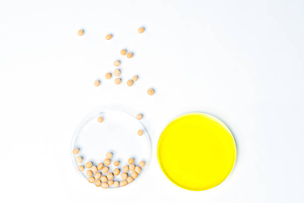 istock Soybean genetically modified, Plant Cell, Petri Dish 482670416