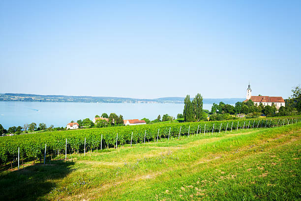 istock Vinyards and lake Bodensee at summertime 482670436