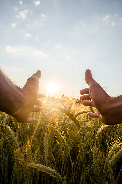 istock Man cupping the sun with his hands over wheat 482670637