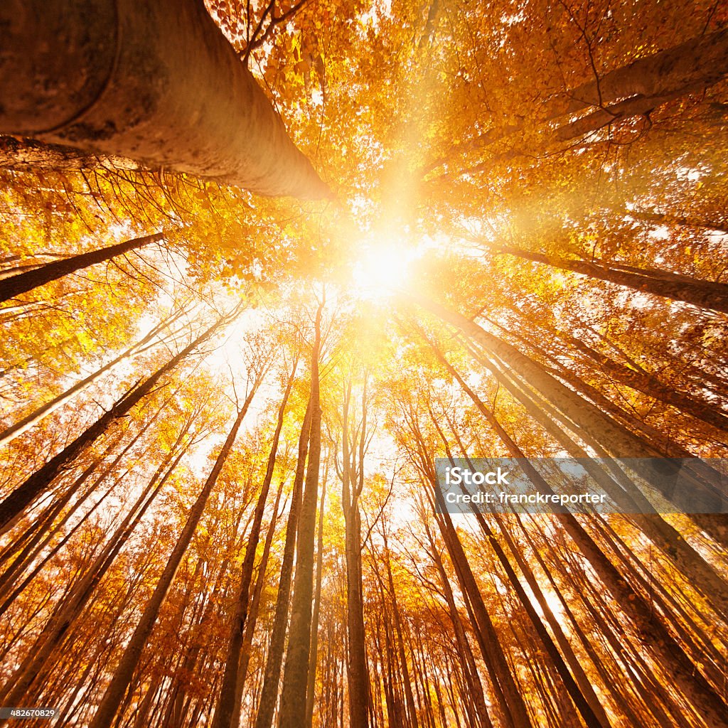 Árbol en el bosque de otoño - Foto de stock de Aire libre libre de derechos