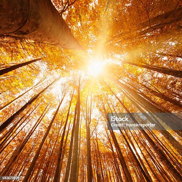 Árbol En El Bosque De Otoño Foto de stock y más banco de imágenes de Aire libre - Aire libre, Amarillo - Color, Arbusto