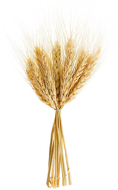 istock Ears of ripe wheat 482670833
