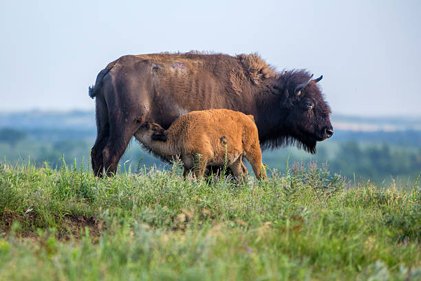 istock American bison cow with calf on hill 482670978