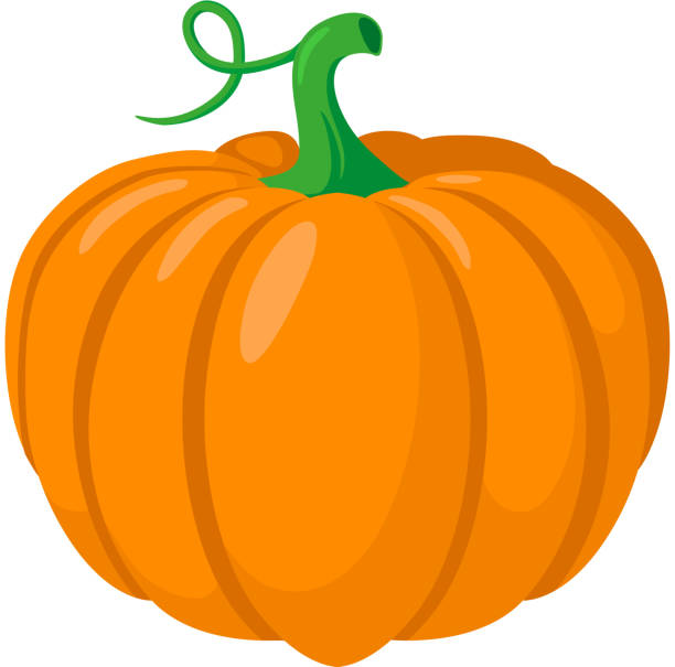 Pumpkin vegetable. vector art illustration