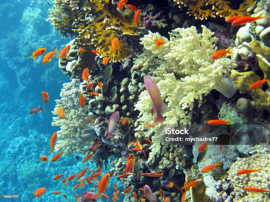 coral reef with shoal of  orange fishes in tropical sea  Africa Stock Photo