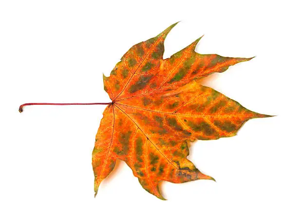 Multicolor autumnal maple-leaf isolated on white background