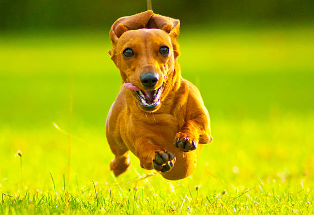 super rosso! - pets dachshund dog running foto e immagini stock