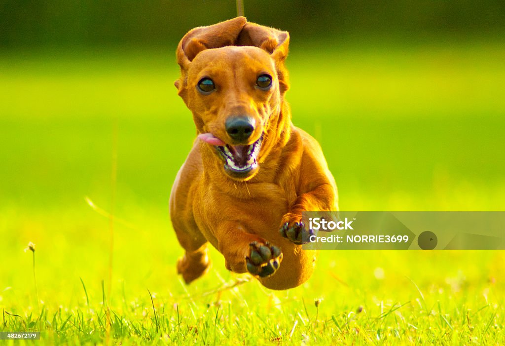 Super Red ! A Miniature Smooth Haired Dachshund running fast and flying through the air directly at the camera, in a grass field. Dachshund Stock Photo