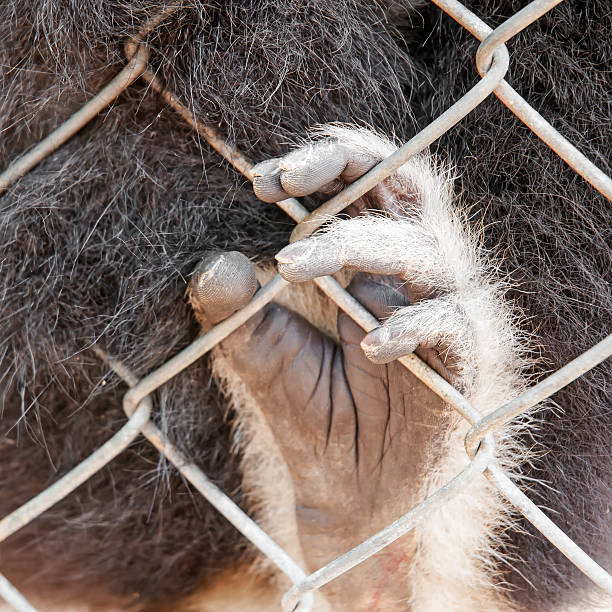 Human hand is holding on wire mesh fence.