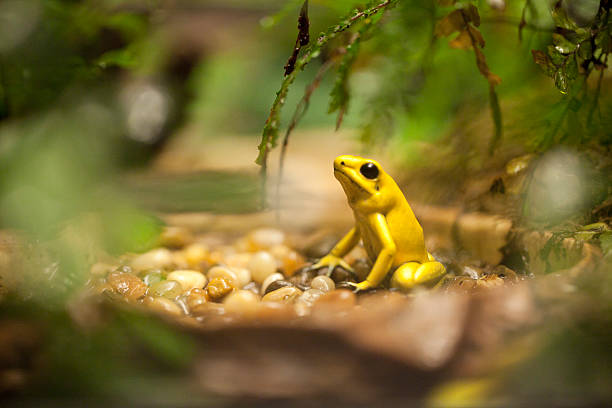 Golden Poison Frog - Phyllobates terribilis.