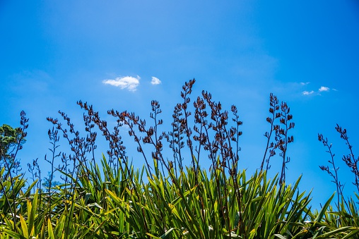 Flax against a vivid blue sky