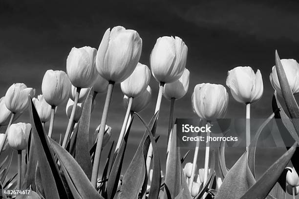 Infrarrojos Tulipanes Foto de stock y más banco de imágenes de Apoyarse - Apoyarse, Blanco y negro, Campo - Tierra cultivada