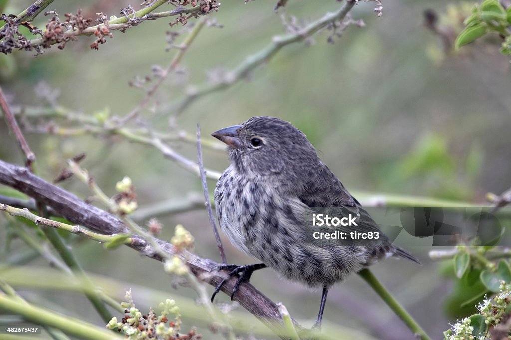 Finch em Ilhas Galápagos - Foto de stock de Animal royalty-free