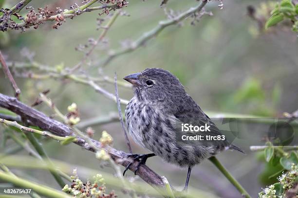 Foto de Finch Em Ilhas Galápagos e mais fotos de stock de Animal - Animal, Arbusto, Bico