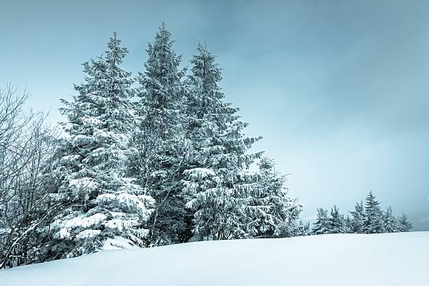 istock Spruce Tree Forest Covered by Snow in Winter Landscape 482676324