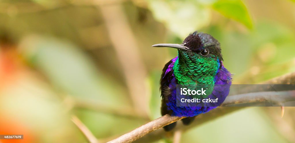 Colorato Appollaiarsi hummingbird riposarsi Cerca nella fotocamera - Foto stock royalty-free di Colibrì