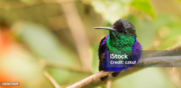 Colorato Appollaiarsi Hummingbird Riposarsi Cerca Nella Fotocamera - Fotografie stock e altre immagini di Colibrì