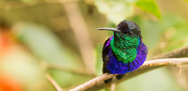 istock Colorful perching hummingbird resting looking up into the camera 482677619