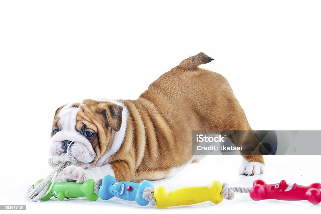 Cute english bulldog dog puppy with a toy Cute english bulldog dog puppy isolated on white background Dog Stock Photo