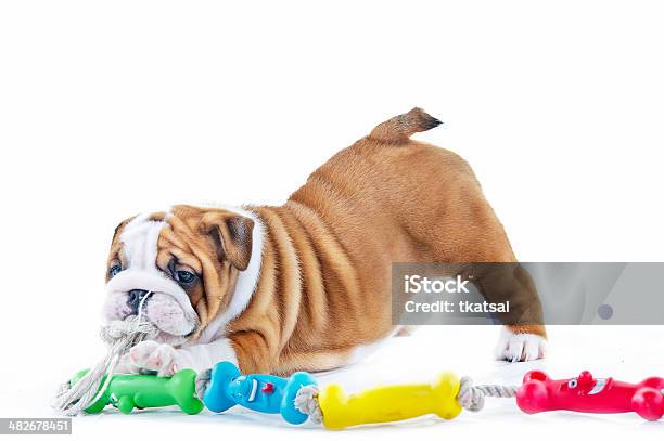 Cute English Bulldog Dog Puppy With A Toy Stock Photo - Download Image Now - Dog, Toy, Puppy