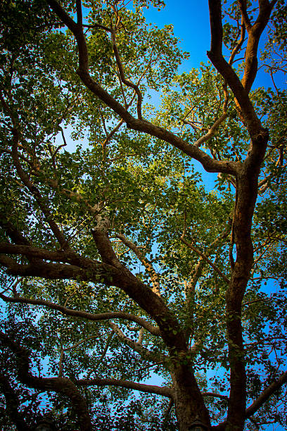 arbre de la bodhi de temple de la mahabodhi de bodhgayâ, inde - bodhgaya architecture image human age photos et images de collection