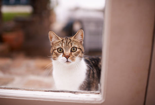 Cat's face photographed with a macro lens