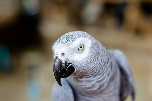 istock the marcaw in the zoo 482681904