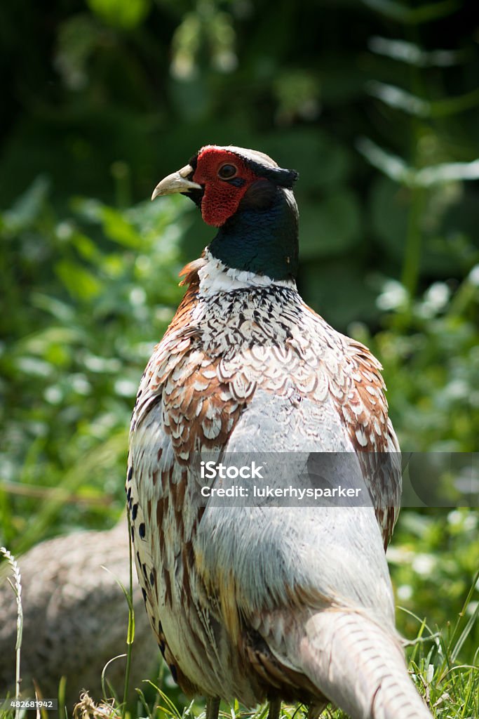Male Pheasant A male pheasant in his natural countryside environment. 2015 Stock Photo