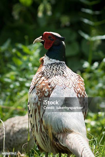 Male Pheasant Stock Photo - Download Image Now - 2015, Bird, Gamebird