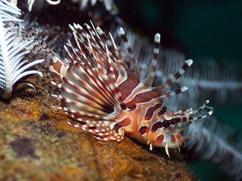 Lionfish is a native to the South Pacific and Indian Oceans. However nowadays, there is invasion of lionfish in the Caribbean sea, causing huge problems to its corals since there is no lionfish predators in the Caribbean while the lionfish eat juvenile and adult fish in high speed. 