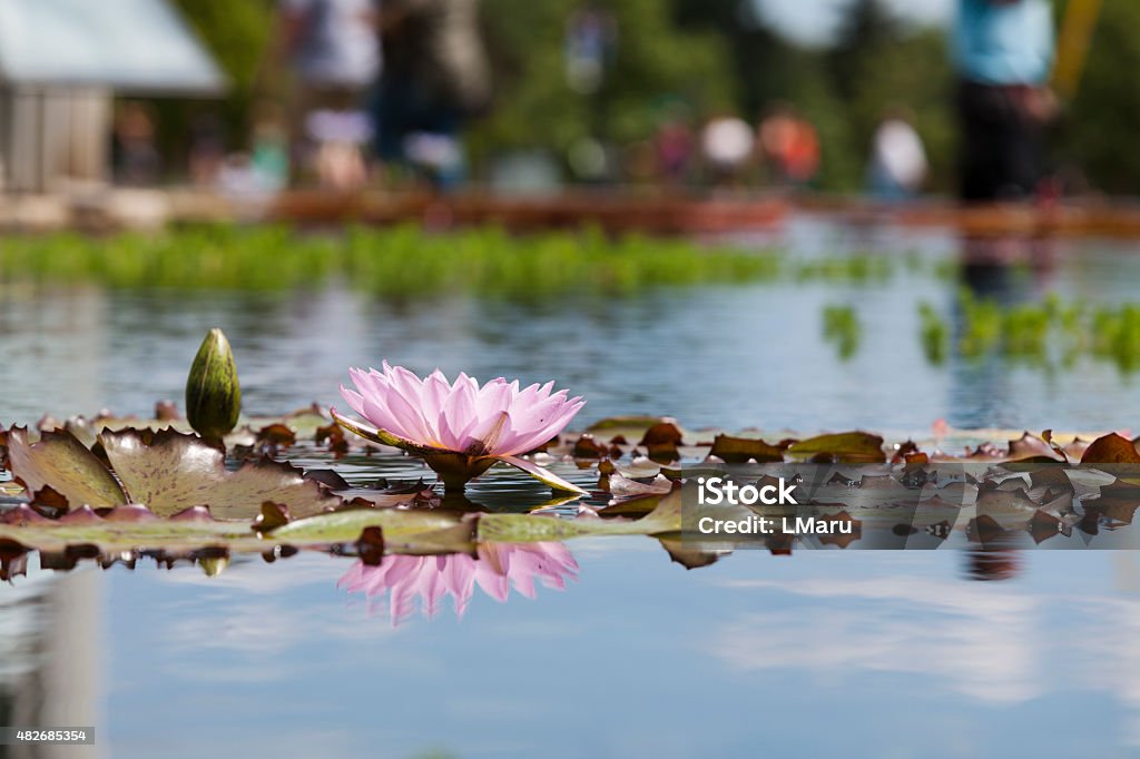 Pink water lily bloom floating among lily pads leaves. Pink water lily bloom floating among lily pads leaves. Garden with pink lily flower. 2015 Stock Photo