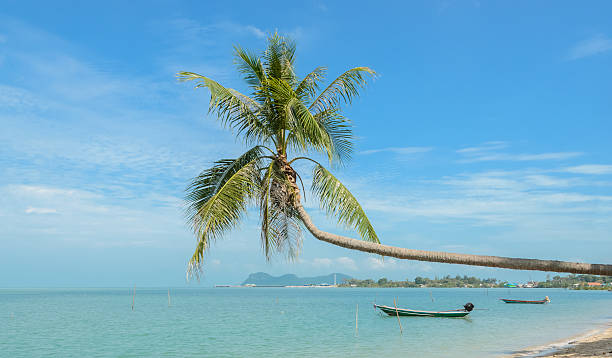 istock Nature background of sea with coconut palm tree 482686344