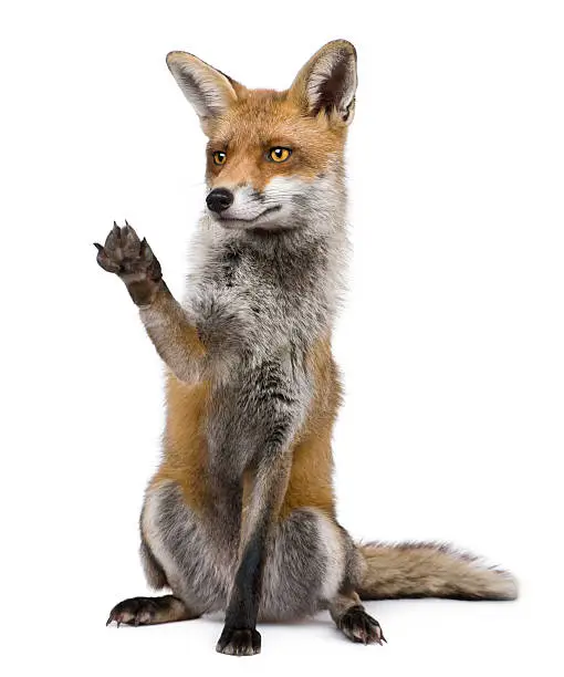 Photo of Front view of Red Fox sitting with paw raised.