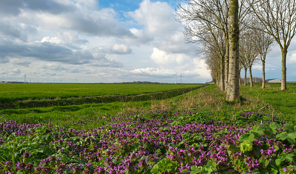 istock Purple flowers in front of trees in spring 482688881