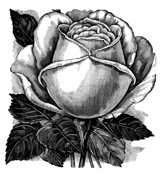 istock Antique illustration of rose flower 482689128