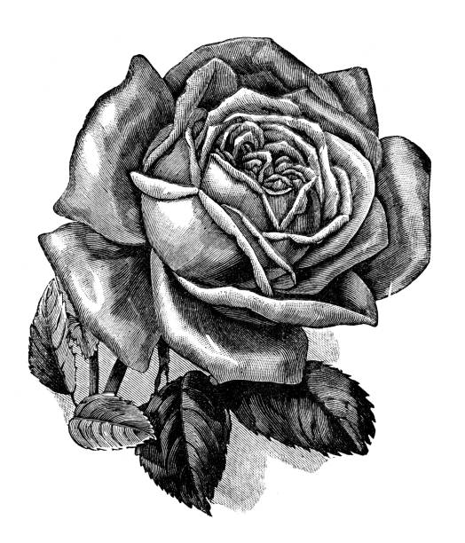 istock Antique illustration of rose flower 482689134