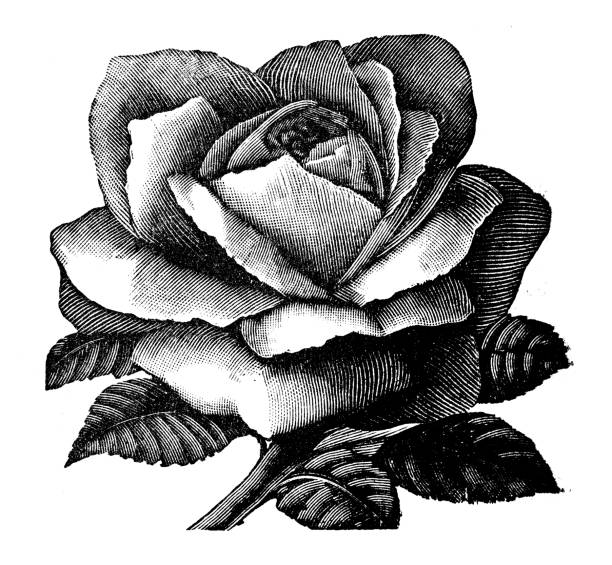 Antique illustration of rose flower Antique illustration of rose flower black and white rose stock illustrations