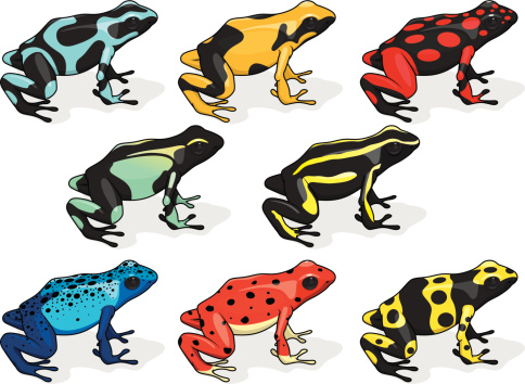 Illustrations of Poison Dart Frogs. File is organized into layers and download includes: EPS, JPG, PDF formats.