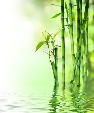 Bambú stalks en agua photo