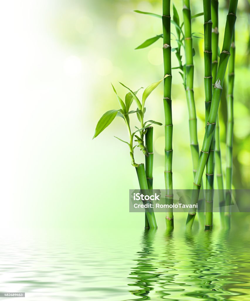 Bambú stalks en agua - Foto de stock de Bambú - Familia de la Hierba libre de derechos