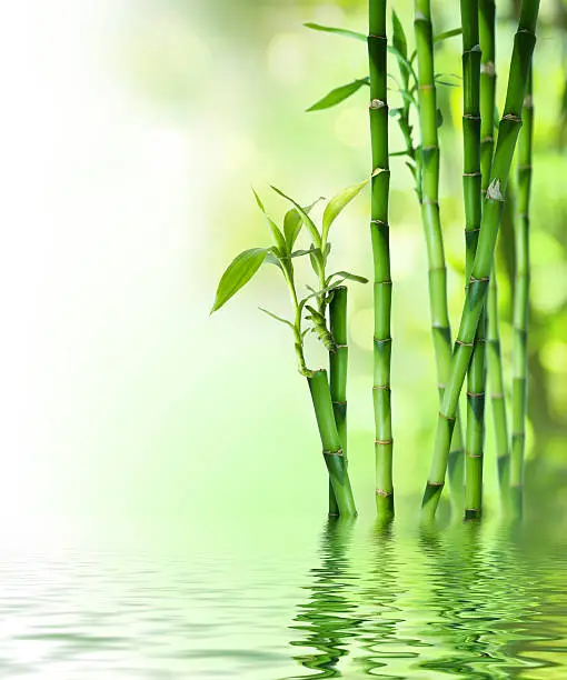 Photo of bamboo stalks on water