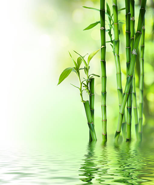 bambu talos em água - bamboo shoot leaf bamboo green - fotografias e filmes do acervo