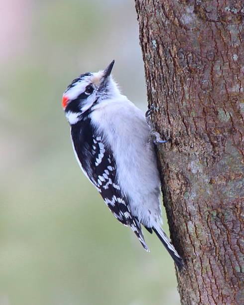istock Male Downy Woodpecker 482689731