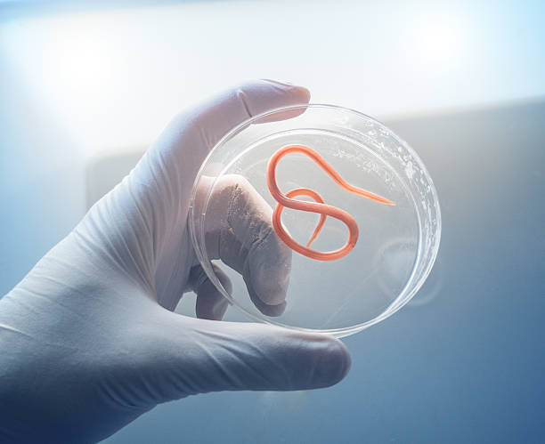 istock Ascaris nematode parasite on a petri dish 482689865