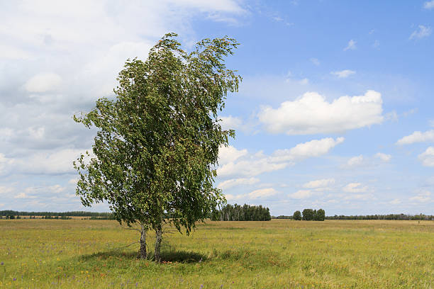 istock Two birches standing in the field inclined by a wind 482690144
