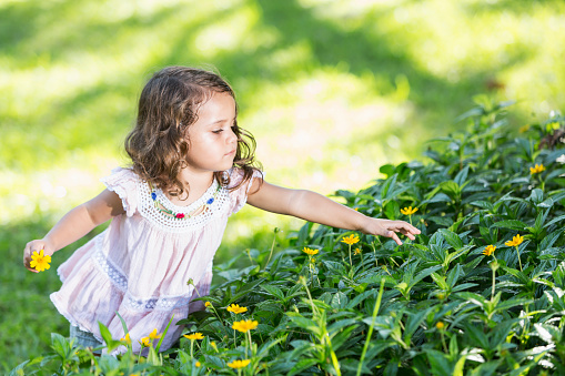 Little Hispanic girl (2-3 years) picking flowers.