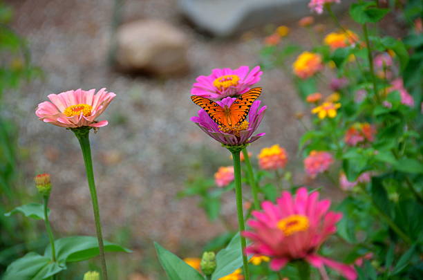 istock Gulf Fritillary Butterfly 482690494