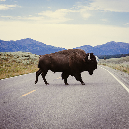 Yellowstone Bison crossing the road, Wyoming.