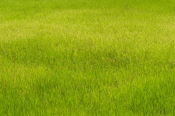 istock Rice field in Cambodia 482691843